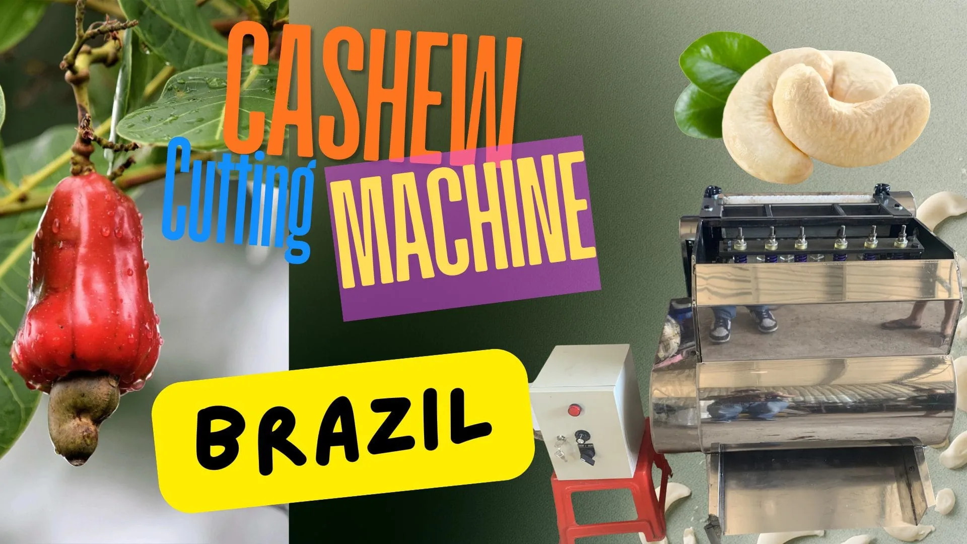 Raw cashew nuts from Brazil's Northeast region ready for processing