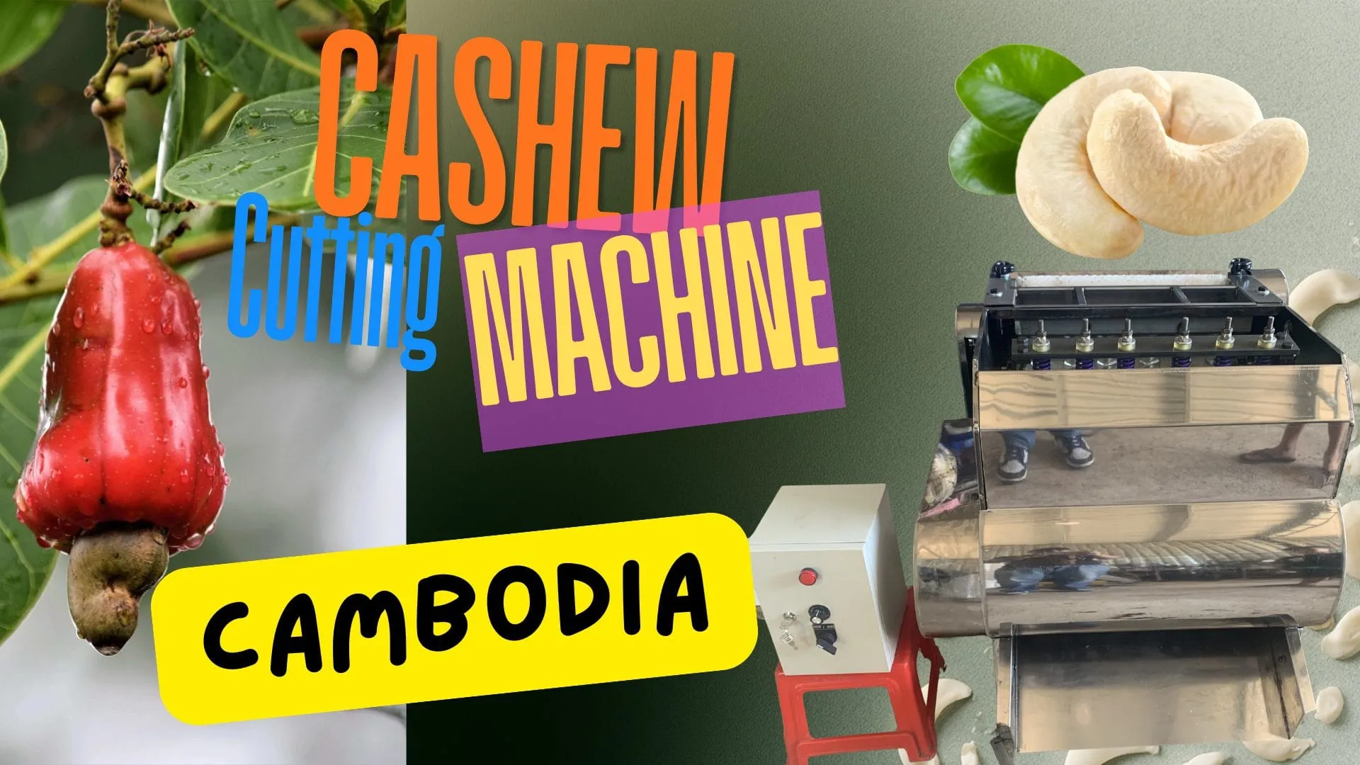 Raw cashew nuts harvested in Cambodia ready for processing, alongside an OUTTURN cutting machine