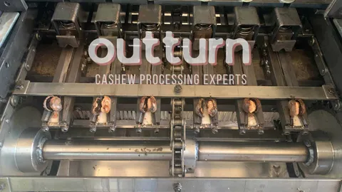 Cashew processing worker moving a steamed RCN batch from the steaming chamber toward the cutting line