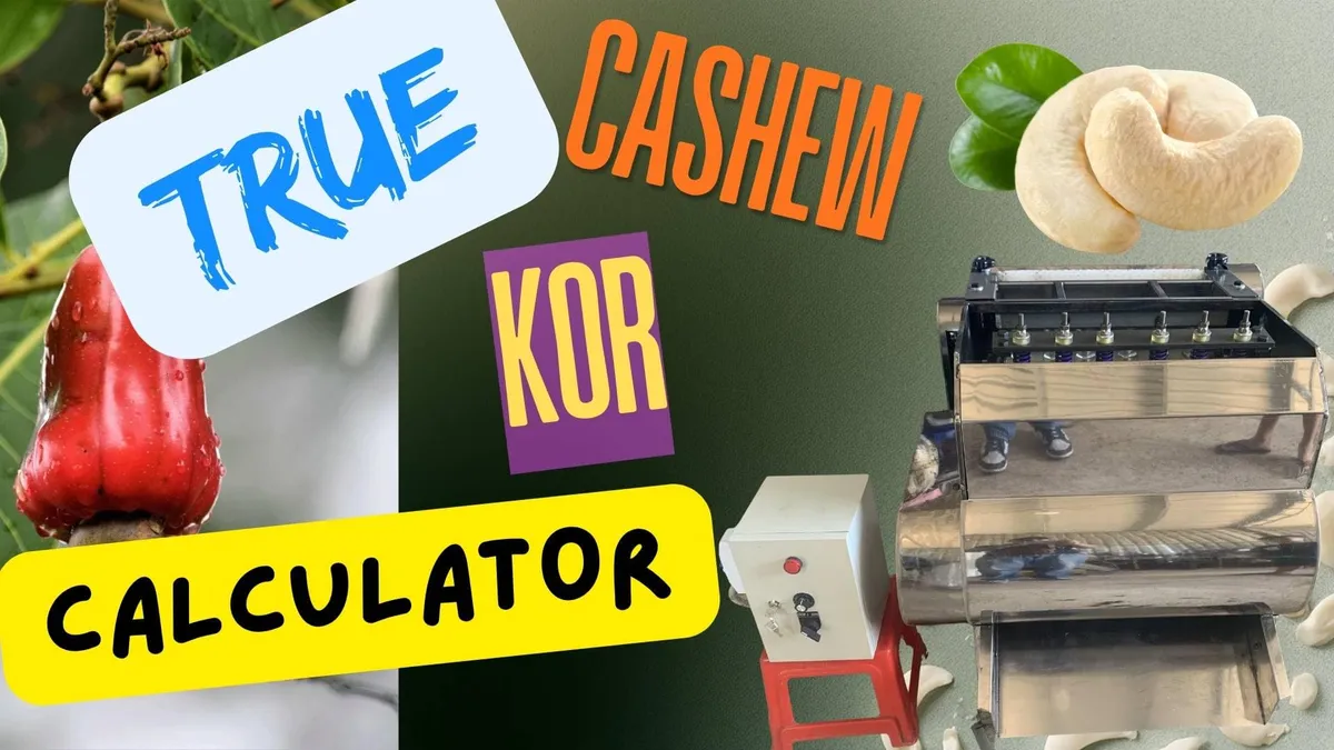 Cashew processing floor scale used to weigh raw cashew nut batches for stage-by-stage KOR tracking